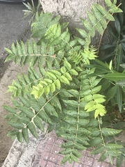 Ailanthus altissima
