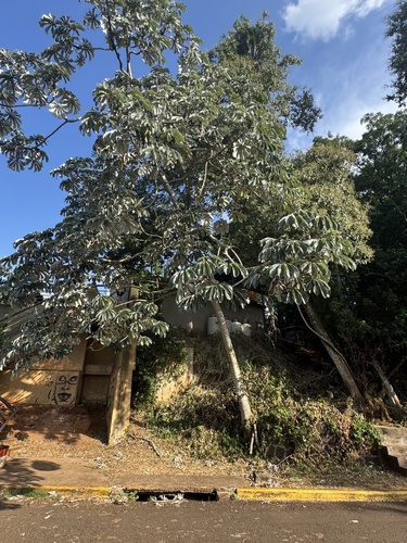 Foto de Embaúba do brejo