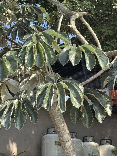 Foto de Embaúba do brejo