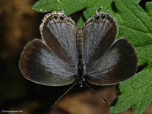 Photo of Pale Grass Blue (Pseudozizeeria maha)