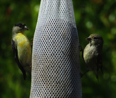 Spinus psaltria