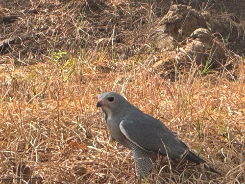 Northern Lizard Buzzard