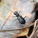 Eastern Pine Barrens Tiger Beetle - Photo (c) Rob Van Epps, some rights reserved (CC BY-NC), uploaded by Rob Van Epps