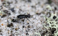 Cicindela abdominalis