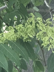 Ailanthus altissima
