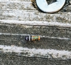 Chaetopsis massyla