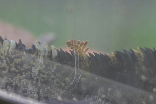 Azolla imbricata iNat (3)