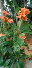 Crossandra infundibuliformis