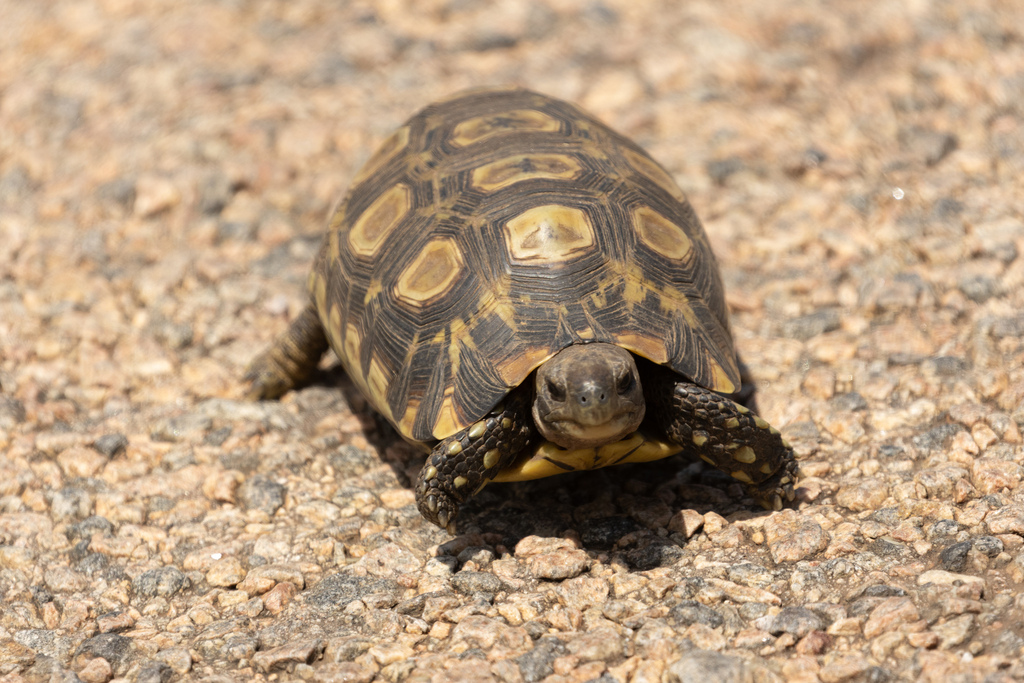 Bell's Hinge-Back Tortoise