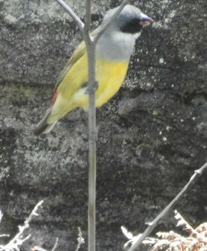 iNaturalist image