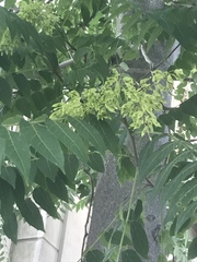 Ailanthus altissima