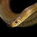 Serpiente Rata Oriental - Photo (c) Theivaprakasham Hari, algunos derechos reservados (CC BY), uploaded by Theivaprakasham Hari