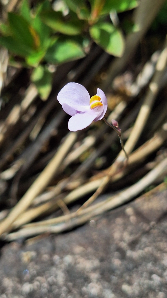 Utricularia nephrophylla Benj. 4