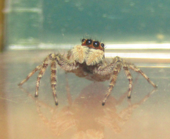 Menemerus semilimbatus