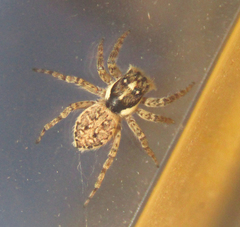 Menemerus semilimbatus