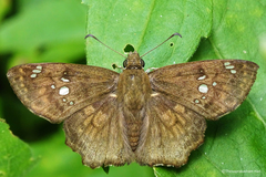 Caprona ransonnettii