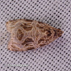 Phaecasiophora leechi