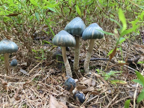 Derrumbe (Psilocybe caerulescens)