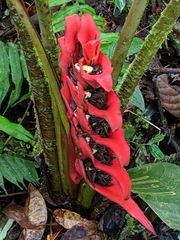 Heliconia bella