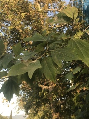 Platanus