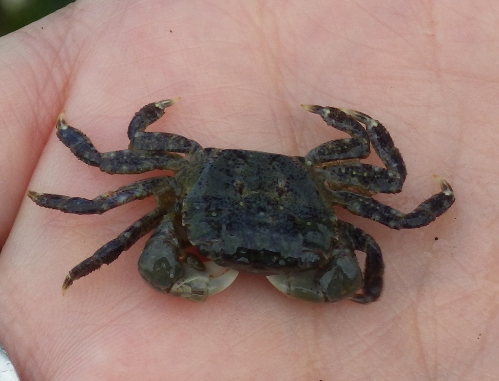 Yellow Shore Crab from Seattle, WA, USA on August 18, 2019 at 11:32 AM ...