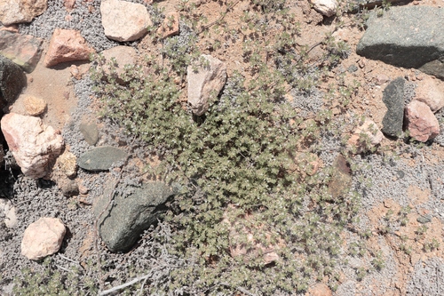 Tiquilia paronychioides, photograph 2