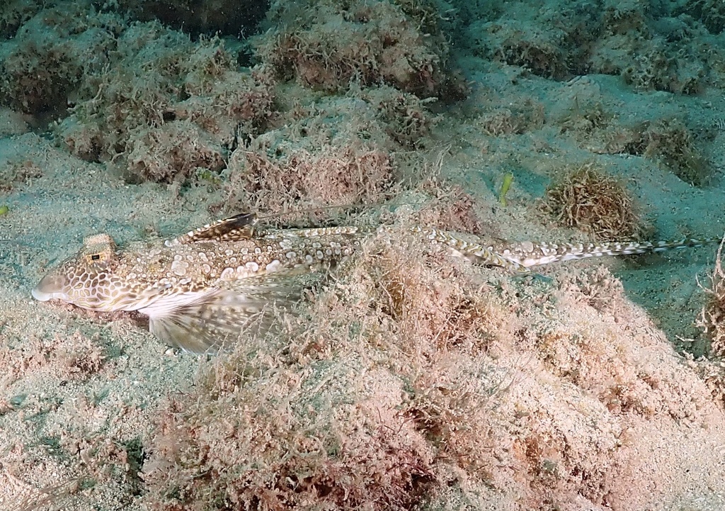Longtail Dragonet