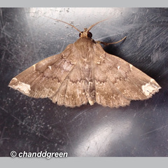 Adrapsa quadrilinealis