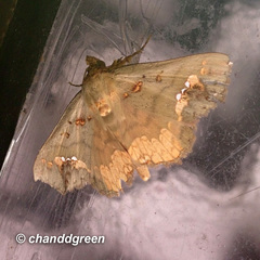 Lopharthrum comprimens