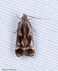 Dichomeris ochripalpella