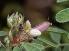 Dalea carthagenensis, photograph (c) Turner Brockman, some rights reserved (CC BY-SA)