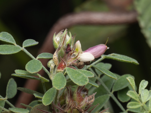 Florida prairie-clover (Dalea carthagenensis)