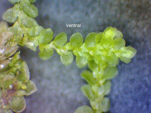 Lejeunea flava