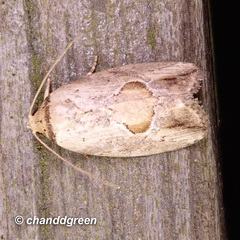 Strotihypera macroplaga