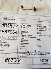 Cortinarius perviolaceus