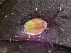 Bactericera antennata