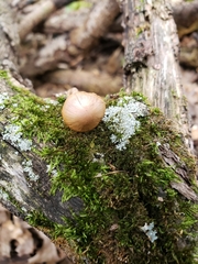 Cortinarius perviolaceus