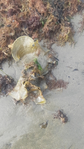 Padina gymnospora observed 2025-01-15