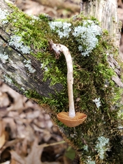 Cortinarius perviolaceus