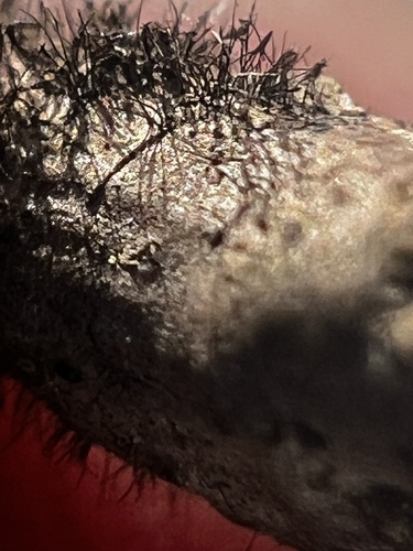 Helminthosporium velutinum, 2025-01-15