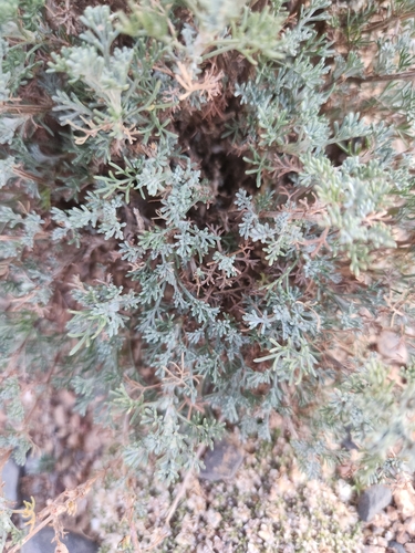 Pyrenean Wormwood