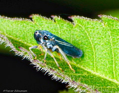 Graphocephala hieroglyphica