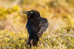 Australian Raven photo 3
