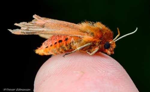 Ruby Tiger Moth photo 6