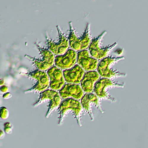 Pseudopediastrum boryanum (Turpin) E.Hegewald