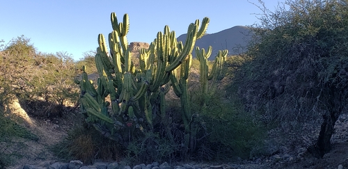 Foto de Candelabro mexicano