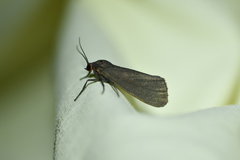 Virbia laeta