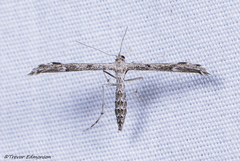 Hellinsia inquinatus