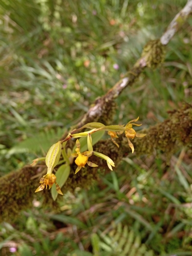 Image of Cyrtochilum meirax by (c) Yeny Alcivar, some rights reserved (CC BY)