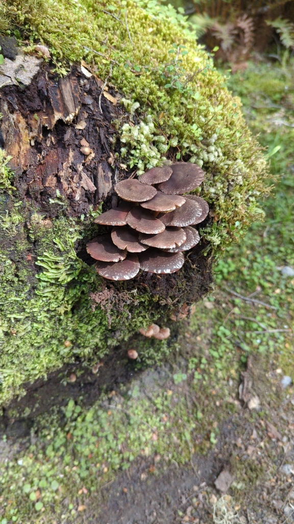 Hypholoma brunneum · January 2025 · photo: © berend (iNaturalist, cc0)